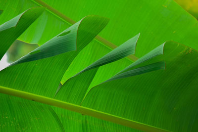 Close-up of green leaves on plant