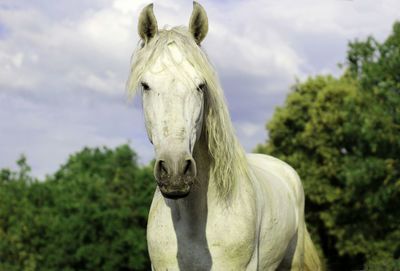 White horse in the field