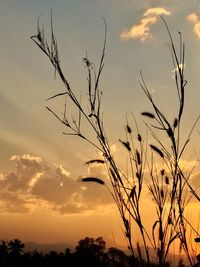 Close-up of silhouette plants against sunset sky
