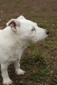 White dog looking away on field