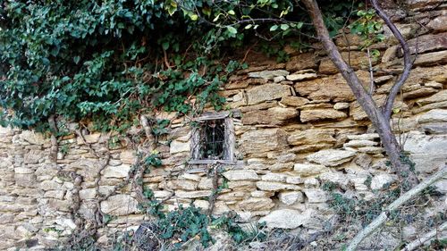 Trees and plants growing by wall in forest