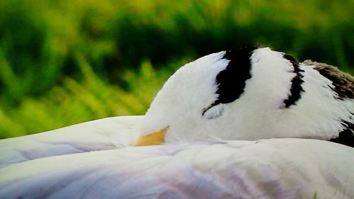 Close-up of a bird