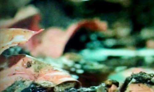 Close-up of fish swimming in sea