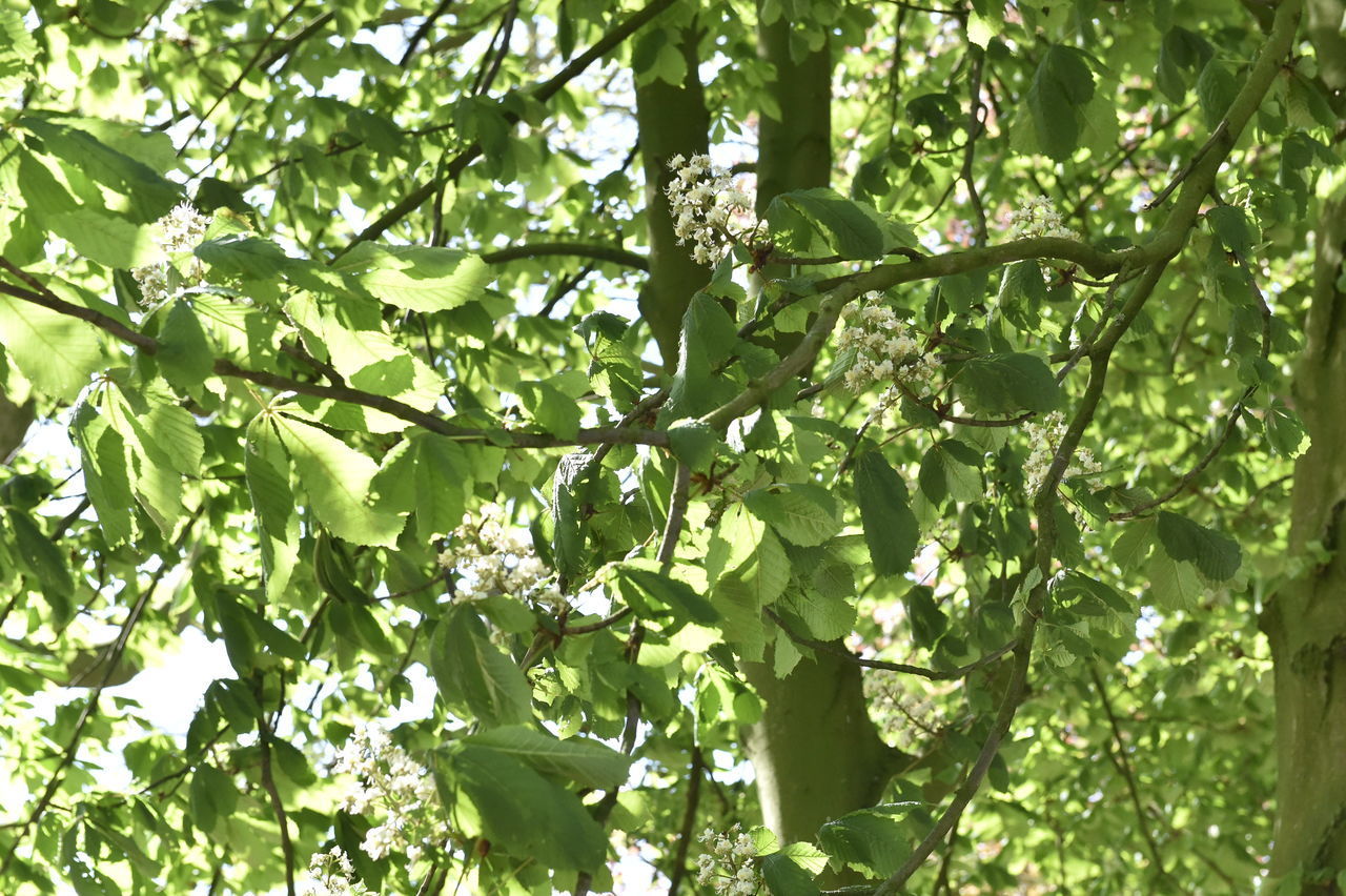 LOW ANGLE VIEW OF GREEN LEAVES IN FOREST