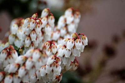 Close-up of white flowers on tree