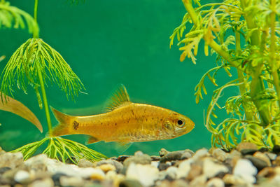 Close-up of fish swimming in sea
