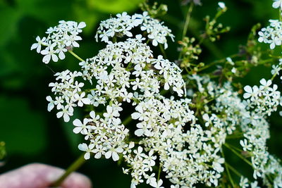 Close-up of white flowers