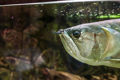 Close-up of fish swimming in sea