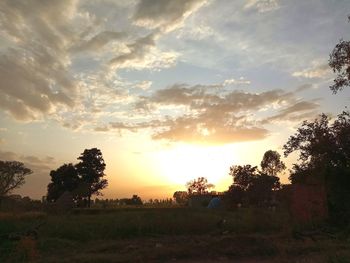 Trees on field against sky during sunset