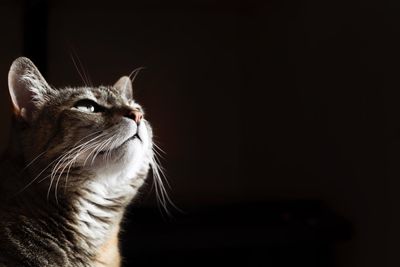 Close-up of cat looking away