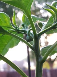 Close-up of plant growing on tree