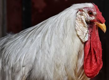 Close-up of rooster