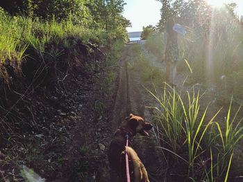 Dog looking away while standing on pathway