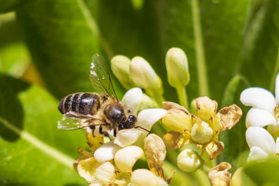 Close-up of insect on flower