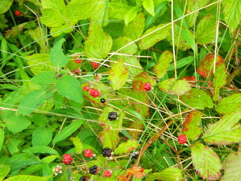 Close-up of berries growing on plant