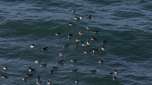 Full frame view of black and white birds floating or bobbing up and down on the ocean waves