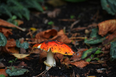 Close-up of mushroom growing in forest