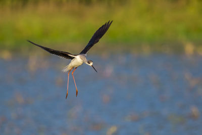 Low angle view of seagull flying