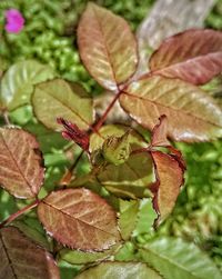 Close-up of lizard on plant