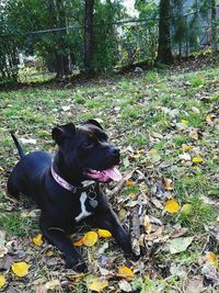 Portrait of dog on tree