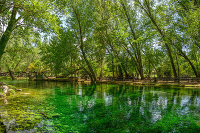 Scenic view of lake in forest