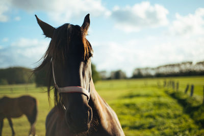 Horse on field against sky during sunny day