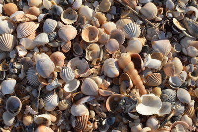 High angle view of seashells