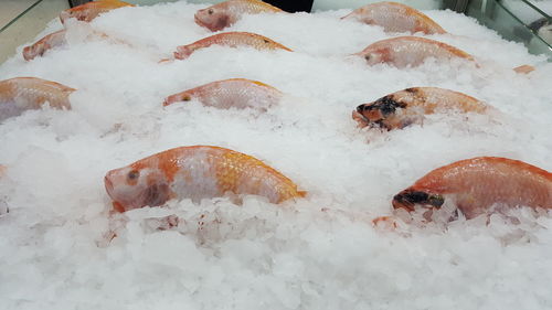 High angle view of fish for sale in market