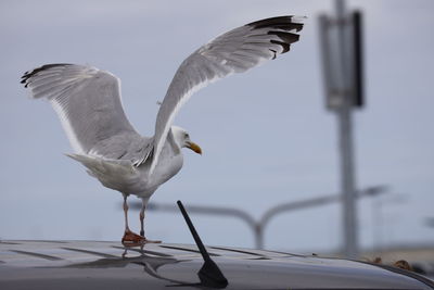 bird