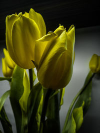 Close-up of yellow tulip