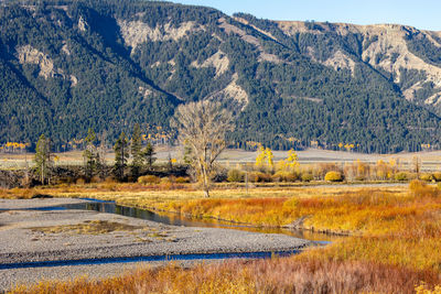 Brilliant autumn colors surround lamar river in lamar valley