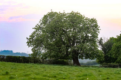 Trees on field against sky