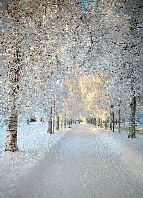 snow, winter, cold temperature, the way forward, season, weather, road, street, tree, covering, built structure, architecture, diminishing perspective, transportation, frozen, bare tree, nature, empty, building exterior, white color