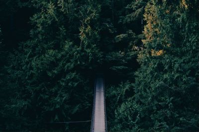 Low angle view of bridge in forest