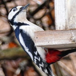 Close-up of bird perching on wood