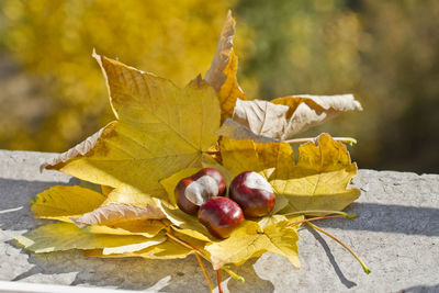 Close-up of yellow maple leaves