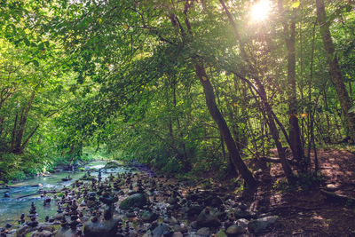 Scenic view of forest