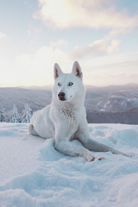 Portrait of white dog on snow covered landscape