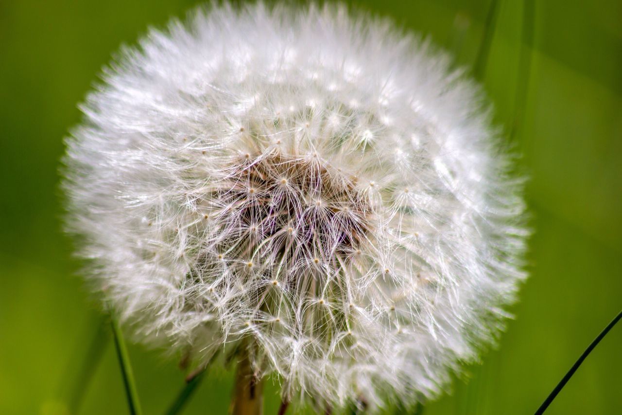 dandelion, flower, fragility, flower head, freshness, close-up, single flower, growth, focus on foreground, beauty in nature, nature, softness, white color, uncultivated, dandelion seed, wildflower, stem, seed, selective focus, white