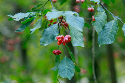 Close-up of red berries on plant