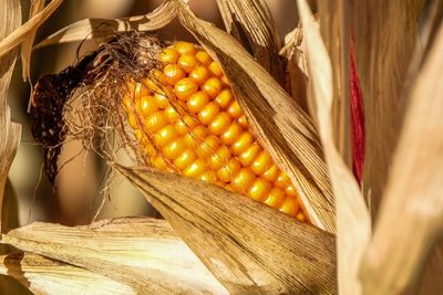 Close-up of fresh vegetables