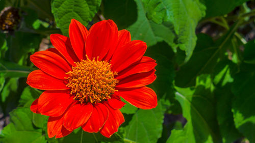 Close-up of red flower