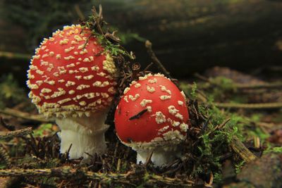 Close-up of fly agaric mushroom on field