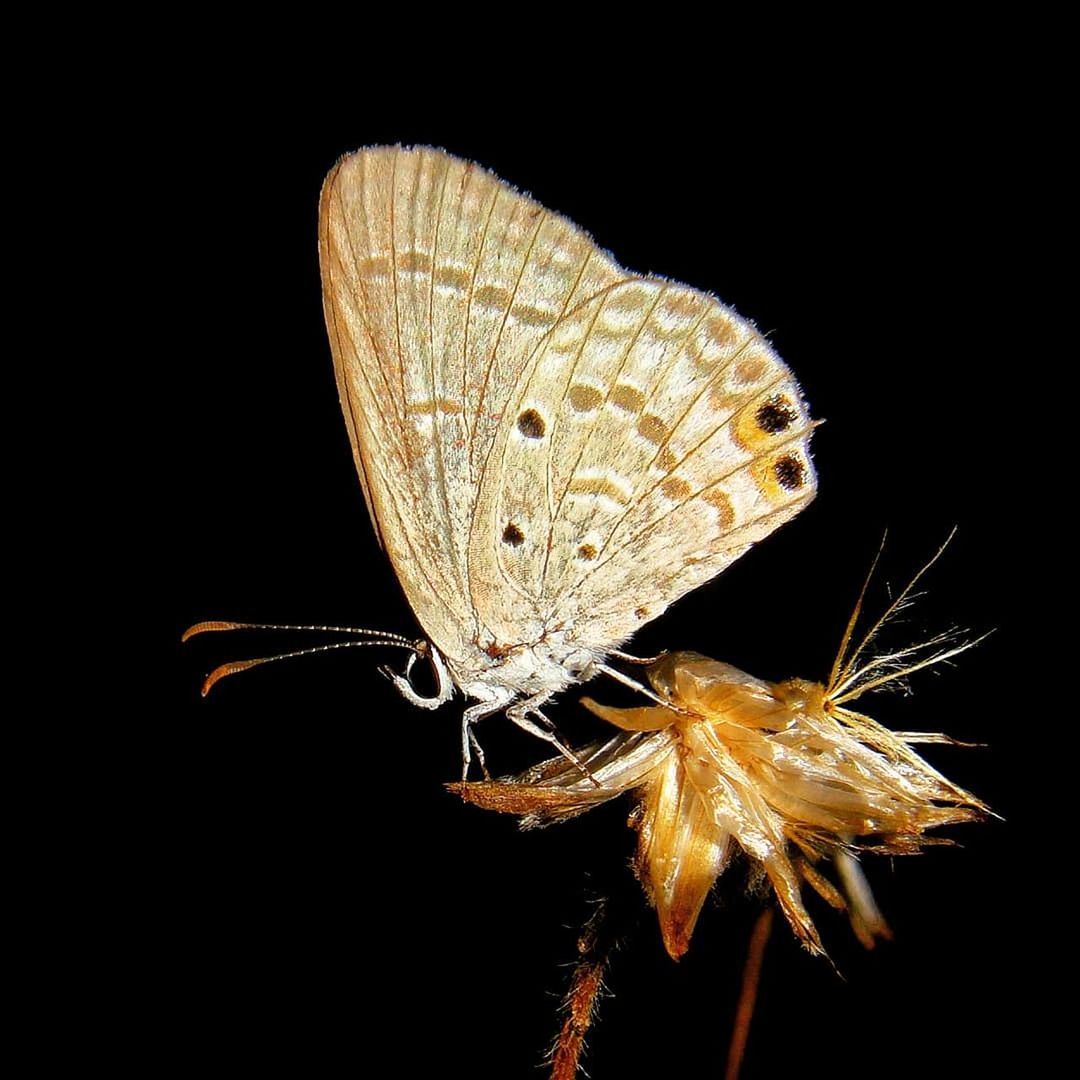 insect, invertebrate, animal wildlife, one animal, animal themes, animal, animals in the wild, animal wing, close-up, black background, beauty in nature, butterfly - insect, nature, studio shot, no people, plant, flower, vulnerability, fragility, zoology, butterfly