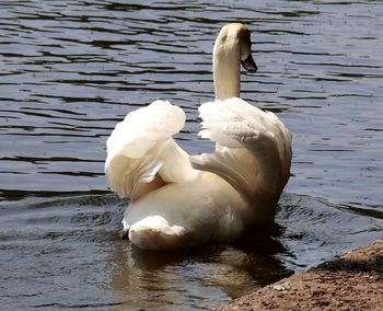 Swan floating on lake