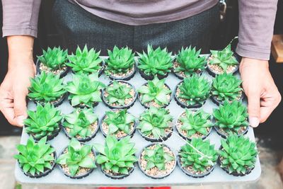 Person holding succulent plants