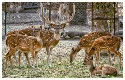 Deer standing in a field