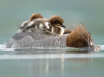 Duck swimming in a lake