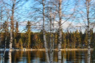 Scenic view of lake in forest against sky