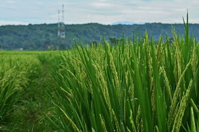 Close-up of fresh green field against sky
